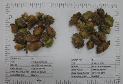 Resim 11. Humulus lupulus (Şerbetçiotu) (9 No lu Erciyes no 8 ve 7 No lu Ege no 9) 8 numaralı örnek (9E.4.