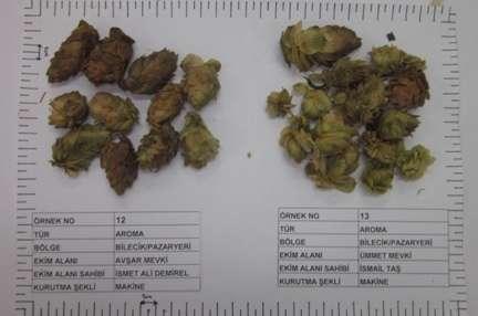 Resim 13. Humulus lupulus (Şerbetçiotu) (Aroma no 12 ve 13) 12 numaralı örnek (A.1.) Aroma varyetesi olan bu örnek Bilecik İli Pazaryeri İlçesi Avşar mevkisinde İsmet Ali DEMİREL e ait tarladan toplaması yapıldı.