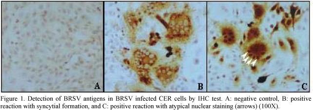 Enfekte hücre kültüründe BRSV immunperoksidaz boyama