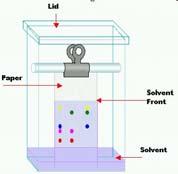 KAĞIT KROMATOGRAFİSİ (Paper Chromatography) Stasyoner faz: Sellüloz + su