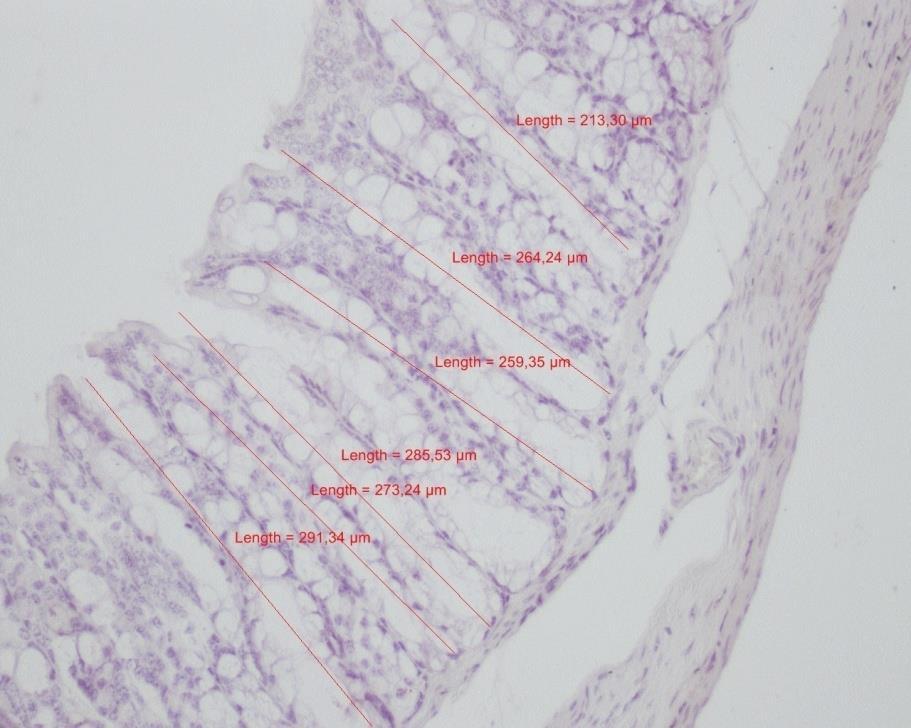 Şekil 1:Kör fare kolonun da kript derinliği. Boya: Hematoksilen Eozin, Orijinal Büyütme Χ20.