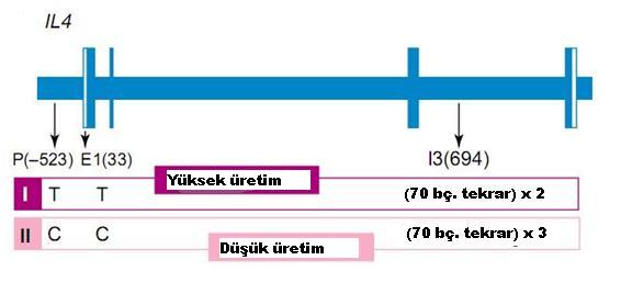 37 Şekil 2.7. IL-4 ü kodlayan gendeki haplotip I ve II. IL-4 ün nefropatiye olan etkisi nefropatik tip II diyabet hastalarında yapılan çalışmalarla desteklenmiştir.