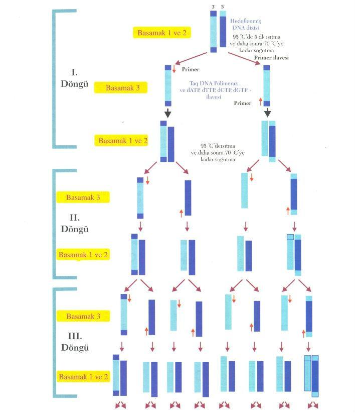 48 Şekil 2.10. Polimeraz zincir reaksiyonunun döngüsel aşamaları ve basamakları [85].