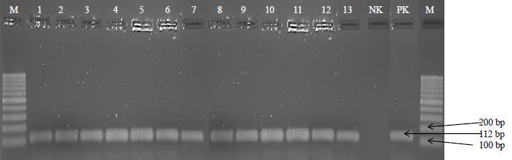 3. 2. PZR 3. 2. 1. Enterococcus sp.