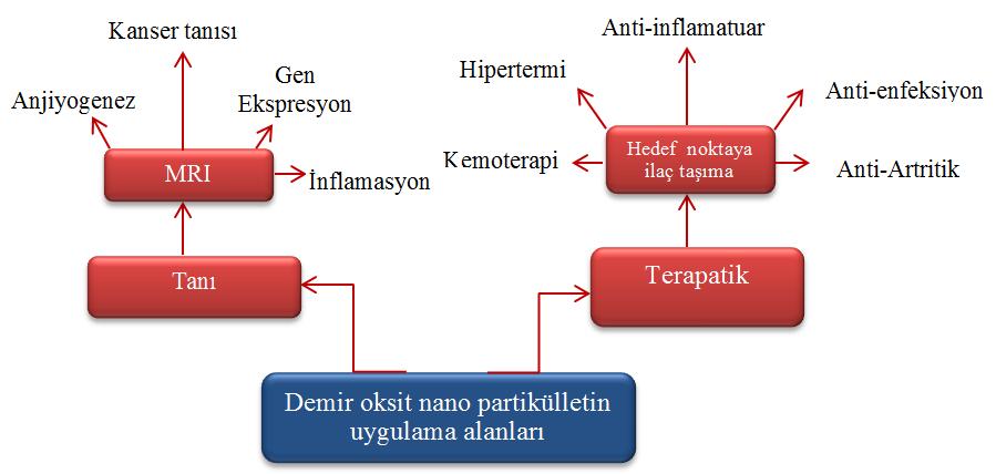 Birçok kullanım alanına sahip olmasına rağmen, son yıllarda biyouyumluluğundan dolayı, biyotıpta da oldukça dikkat çekmektedir. Başlıca tanı ve tedavi amaçlı olarak kullanılmaktadır. Şekil 2.