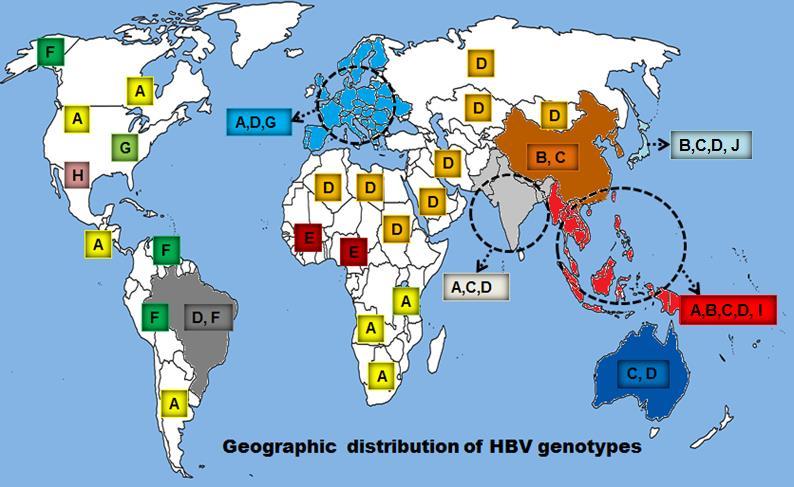 HBV genotiplerinin küresel dağılımı Hussain Z.