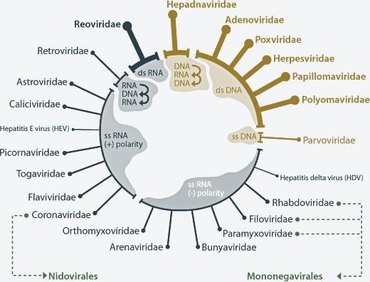 International Committee on Taxonomy of Viruses Database http://www.