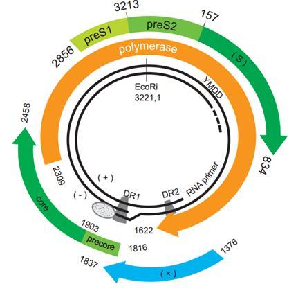 Genom organizasyonu Parsiyel (eksik) çift iplikli sirküler DNA