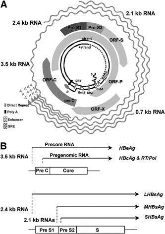 ORF çakışması HBV genomu ve kodlanan proteinler pol/s geni çakışması oral antiviral tedavide sorun yaratırken analizlerde kolaylık sağlar. Kao JH.