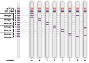 Genotip Genotiplendirme, filogenetik ağaçta tüm genom sekans uzunluğuna göredir (A - H). Genomdaki farklılık yaklaşık en az %8 oranında.