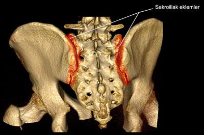 2) ALT EKSTREMİTE EKLEMLERİ Articulatio Sacroiliaca: Os sacrum un yan yüzeylerinde bulunan facies auricularis ile ilium un iç yüzündeki facies auricularis arasında meydana gelmiş bir eklemdir.