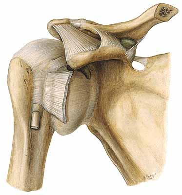 Articulatio Humeri (Omuz Eklemi): Caput humeri ile scapula nın dış yanındaki cavitas glenoidalis arasında oluşan bir eklemdir.