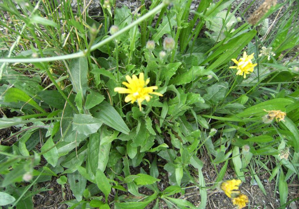 Monograf no: 10 Latince adı Familyası Yerel adı Kullanılan kısmı Kullanılış amacı ve uygulanışı : Crepis foetida L. subsp. rhoeadifolia (Bieb.