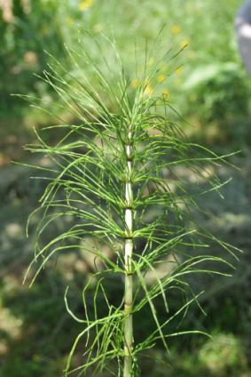 : Equisetaceae : Çam otu : Yaprak : Romatizma ağrıları için; 4-5 tane iğne şeklindeki çam otu yaprağı iki