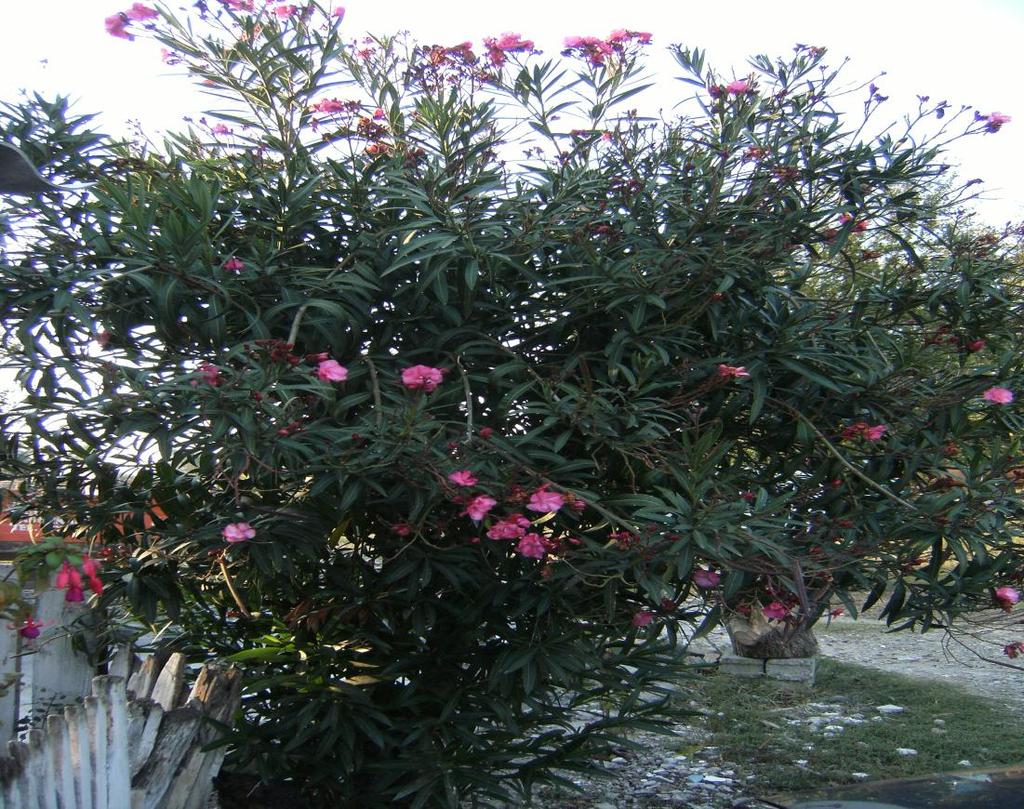 Monograf no: 29 Latince adı : Nerium oleander L.