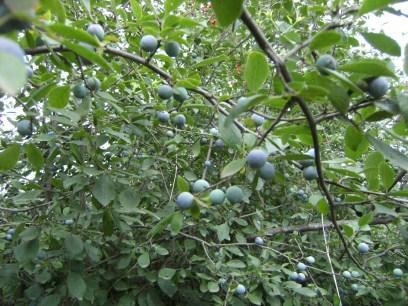 : Rosaceae : Çakal eriği, kırmızı erik : Meyve : Bronşit için; bir avuç kadar çakal eriği yarım