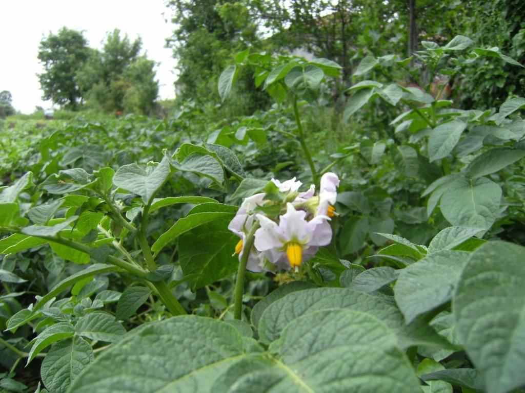 Monograf no: 52 Latince adı : Solanum tuberosum L.