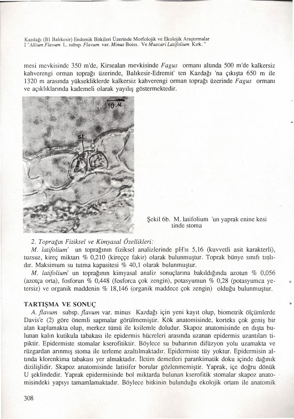 Kazdağı (B 1 Balıkesir) Endemik Bitkileri Üzerinde Morfolojik ve Ekolojik Araştırmalar i "Alllum Flavum L. subsp. Flavum var. Minus Boiss. Ve Muscari Latifolium Kırk.