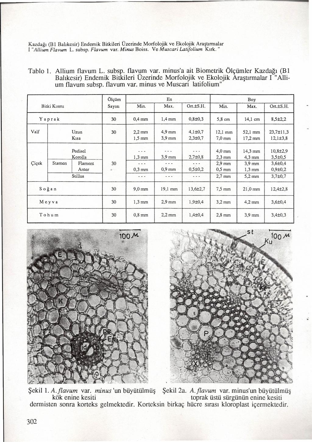 Kazdağı (B 1 Balıkesir) Endemik Bitkileri Üzerinde Morfolojik ve Ekolojik Araştımıalar i "Allıum Flavum L. subsp, Flavum var. Mınus Boiss. Ve Muscari Laıifolium Kırk. " Tablo 1. Alliurn flavurn L.