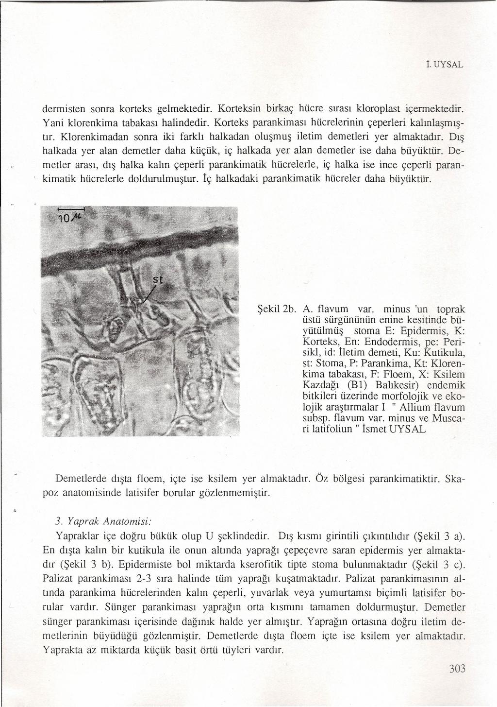 1. UYSAL dermisten sonra korteks gelmektedir. Korteksin birkaç hücre sırası kloroplast içermektedir. Yani klorenkima tabakası halindedir. Korteks parankiması hücrelerinin çeperleri kalınlaşmıştır.