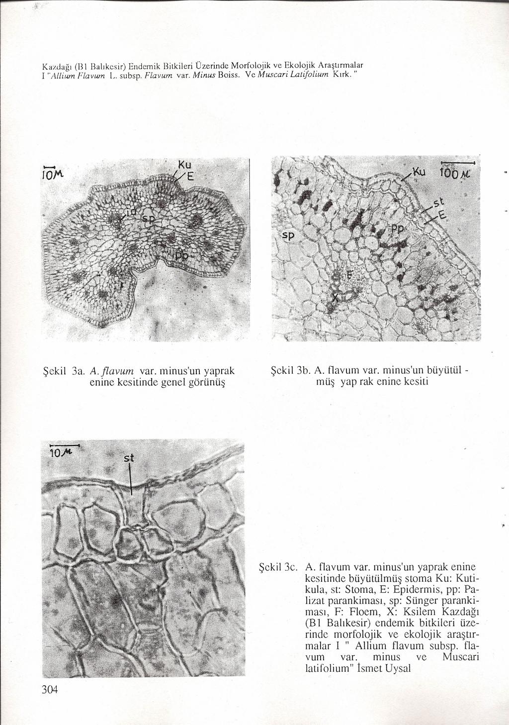 Kazdağı (B i Balıkesir) Endemik Bitkileri Üzerinde Morfolojik ve Ekolojik Araştırmalar i "Allium Flavurn L. subsp. Flavum var. Minus Boiss. Ve Muscari Laıifollum Kırk. " Şekil 3a. A. flavum yar.