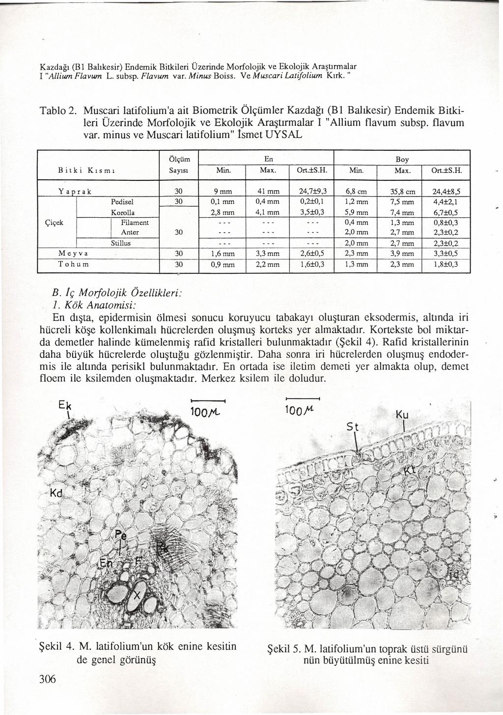 Kazdağı (B 1 Balıkesir) Endemik Bitkileri Üzerinde Morfolojik ve Ekolojik Araştırmalar i "Allium Flavum L. subsp, Flavum var. Minus Boiss. Ve Muscari La.tifolium Kırk. " Tablo 2.