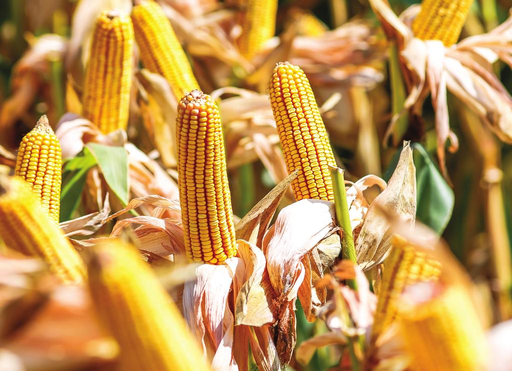 FAO 700 olgunlaşma grubundadır. Yaprak yapısı yarı diktir. Koçan uç doldurması çok iyidir. Koçan çapı yaklaşık 14-16 sıradır.