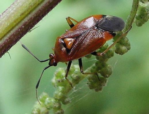 İncelenen Materyal: Çalışmada Meram ilçesi Gökyurt köyü organik tarlada 24.06.203 tarihinde 3 adet ergin saptanmıştır. 4.8.3. Deraeocoris ruber (Linnaeus, 758) (Heteroptera:Miridae) Tanınması: Vücut boyu 6-8 mm.