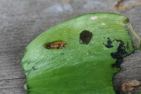 saptanmıştır. Soğanlardan alınan larva örnekleri kültüre alınmış ve Diptera takımına ait erginler elde edilmiştir. Bu ergin bireylerin teşhis sonucunda Eumerus amoenus Loew. olduğu belirlenmiştir.