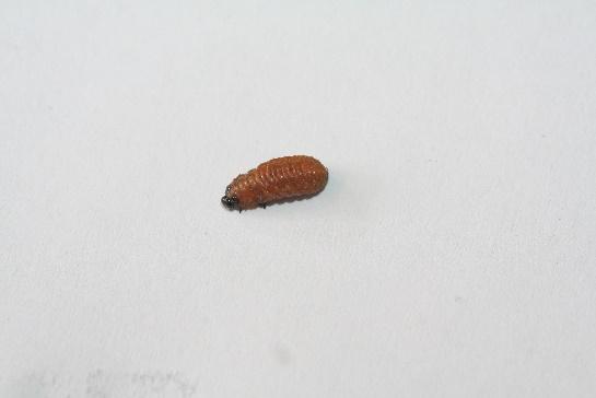 amoenus larvalarının F. imperialis bitkisinin soğan kısmında beslendikleri ve çürümelere yol açtıkları saptanmıştır (Şekil 2a). E.