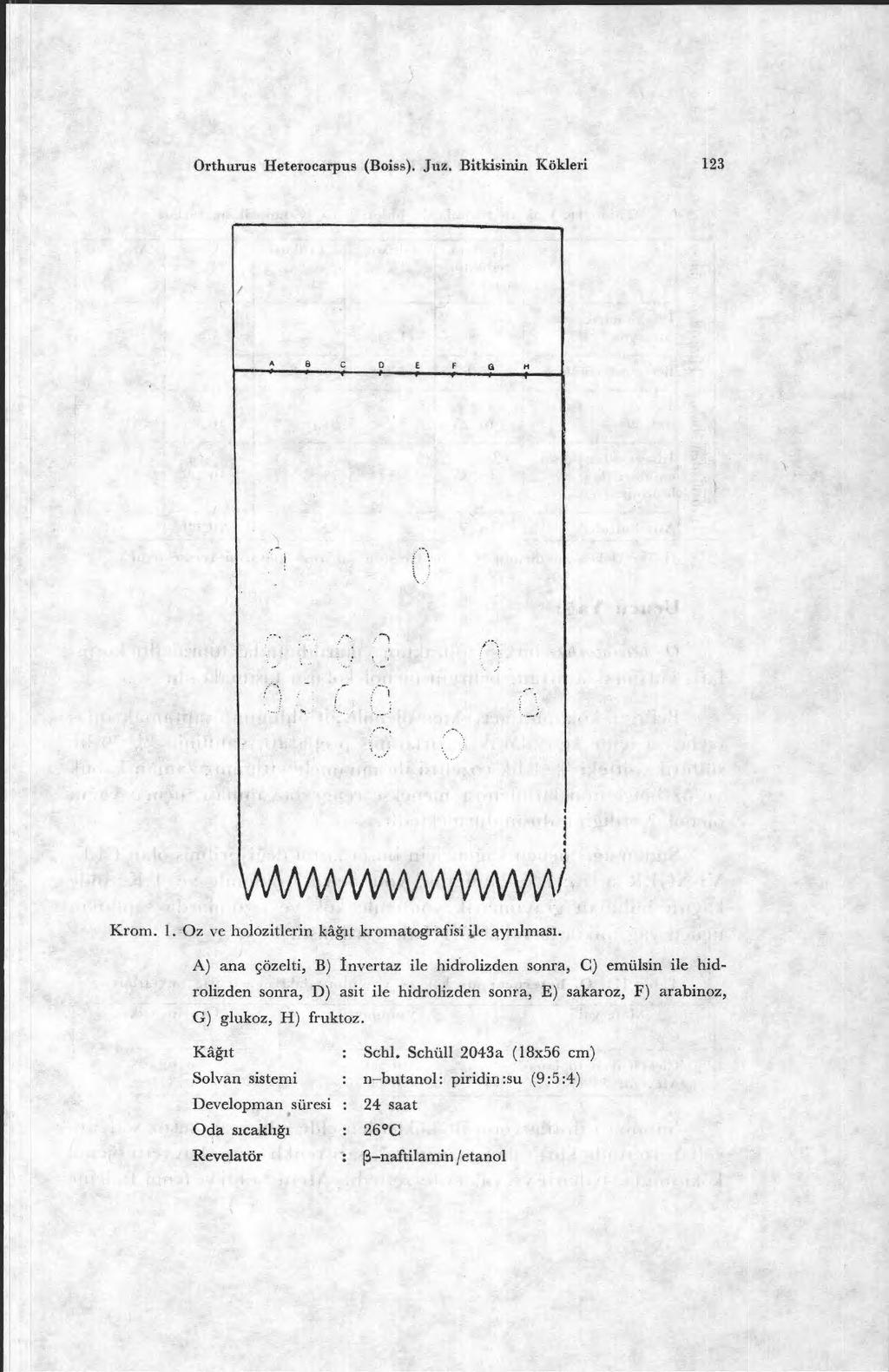 Orthurus Ileterocarpus (Boiss). Juz. Bitkisinin Kökleri 123 8 C D E F G N Krom. 1. Oz ve holozitlerin ka ğıt kromatografisi ile ayr ılmas ı.