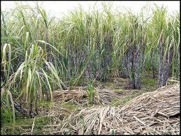 Sugarcane