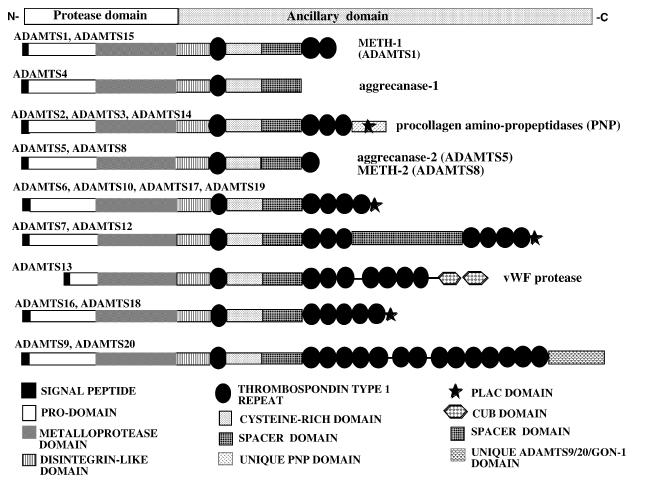 bir pro-domain, bir metalloproteinaz katalitik domain, bir disintegrin benzeri domain, merkezi, bir TS (trombospondin tip 1) motifi, sisteinden zengin bir domain, bir spacer bölgesi ve değişen