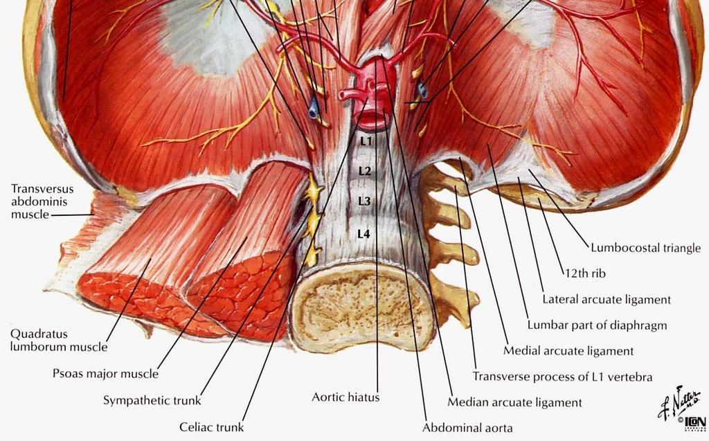 artery