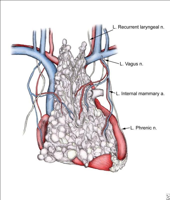 Mediastinal Center for