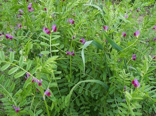 68 Familya: Fabaceae Vicia sativa (Adi fiğ) Tek yıllık, 20-80 cm, yatık, dik veya sarılıcı olabilir. Yaprakçıklar 4-8 çifttir.