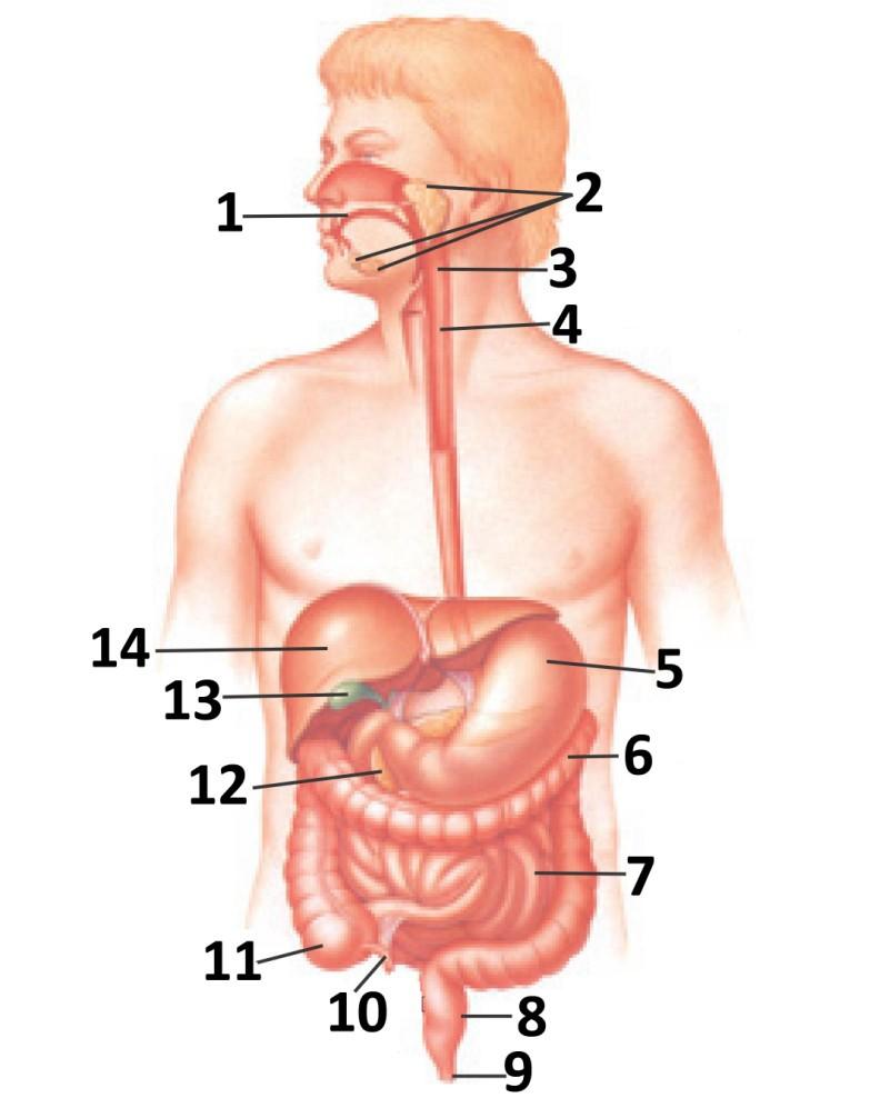 10. Besinde sindirilmiş maddeleri emildikleri yer ile eşleştir: besinde sindirilmiş madde çeşitleri Emilim yeri no-harf 1.vitamin: В 12, В 1 В 2 ve К а. Genel olarak lenf 1.- c) dolaşımında 2.