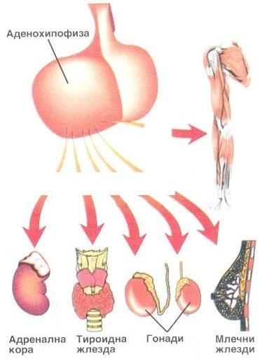 12. Adenohipofizden (hipofizin ön lobunun) salgılanan ve resimde 1 den 6 ya kadar işaretlenmiş olan organların amaç/target hücrelerine etki eden hormonları yaz!