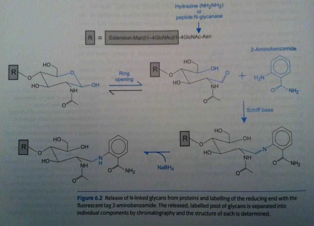 6.2. Glikosidazların N-bağlı glikan analizinde kullanılması Canlılarda proteine ve lipite kovalent bağlı en sık görülen N-bağlı şekerlerin yapılarının analizinde, çoklu