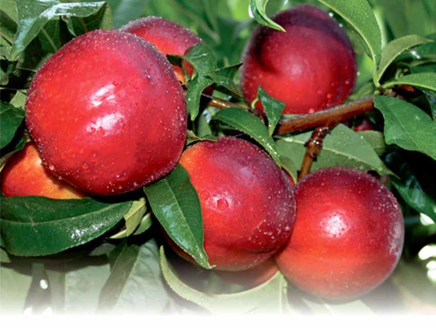 SMART BREEDING NEKTARİN / NECTARINE Derin persicum İlk çiçek Mart 1. hafta Tam çiçek Mart 2. hafta Hasat tarihi haziran 2. 3.