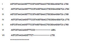 Pirosekans için DNA nın Çoğaltılması Her bir örnek için numaralandırılmış steril 0,2 ml lik PZR tüplerine, ekstrakte edilen DNA örneğinden 5 μl eklendikten sonra hazırlanan PZR reaksiyon karışımı 25