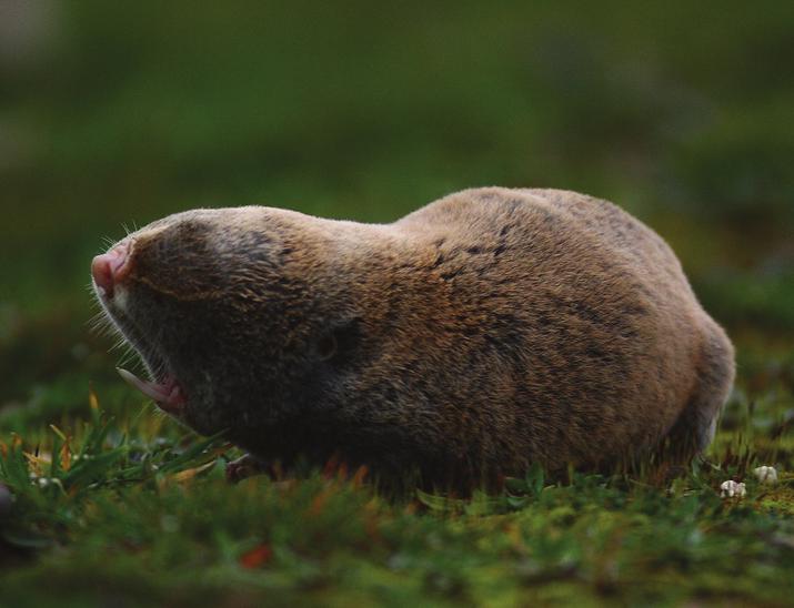 Bülbülü), Locustella lusciniodies (Bataklık Kamışçını), Acrocephalus arundinaceus (Büyük Kamışçın), Hippolais pallida (Ak Mukallit), Sylvia melanocephala (Maskeli Ötleğen), S.