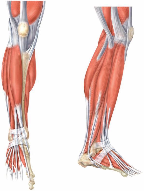 Alt bacak kasları M. gastrocnemius, m. poplitues, m. plantaris, m. soleus, m.