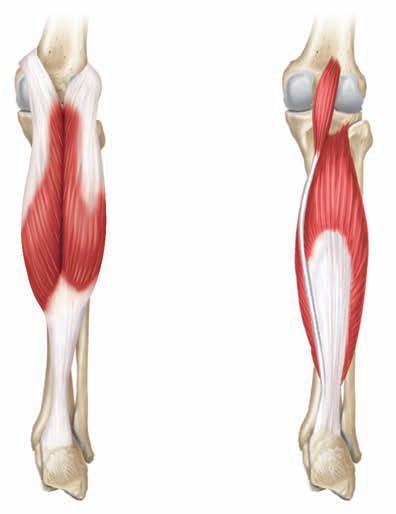 M. Soleus M. gastrocnemiusun hemen altında uzanır. Origini fibulanın başı ve tibianın iç kenarlarıdır.