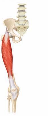 M. Rectus femoris M. Rectus femoris M. quadriceps femorisi oluşturan kaslardan birisi olup diz ekleminde hareket yaptırır.