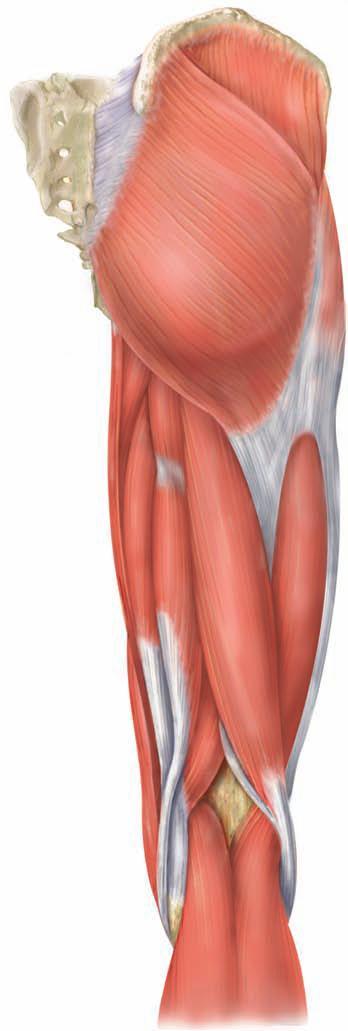 M. Tensor facia latae Başlangıcı crista iliaca ve crista iliacanın ön-üst çıkıntısıdır. Femurun dış yanında aşağı doğru uzanır ve gluteus maximus ile birlikte facia latae nın oluşumuna katılır. M.