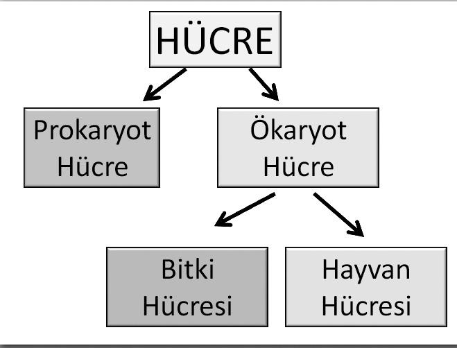 HÜCRE Canlıların yaşayan en küçük yapı birimidir. Hücre, canlıların yapı ve işlev birimidir MODERN HÜCRE TEORİSİ 1.Canlılar bir veya birçok hücreden meydana gelmiştir. 2.