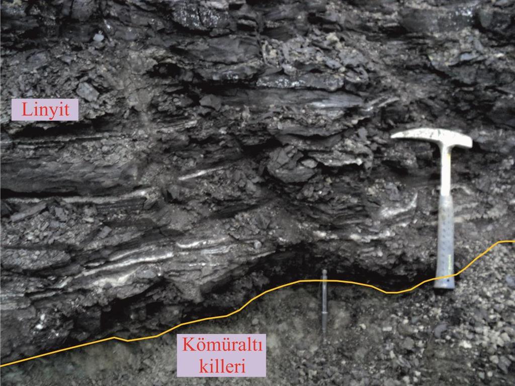 4.4 Hasköy Bölgesi Hasköy bölgesinden alınan kömüraltı kili örneği Karma Madencilik e ait olan linyit ocağının 3. seviyesidir. Kömüraltı kili seviyesi Şekil 4.