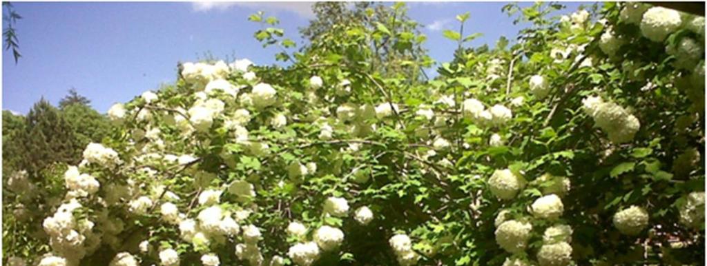 Şekil 1. Parkta ilginç çiçek yapısı dikkat çeken bitkilerden Viburnum opulus (kartopu). Şekil 2. Parkta peyzaj ve yetiştiricilik düzenlemelerinin dikkate alınmadığını ortaya koyan bir görünüm.