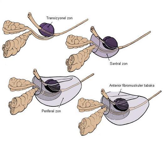 Anterior fibromüsküler stroma, genellikle glandüler elemanlardan yoksun olan, kalın bir bağ dokusu kılıfıdır. Prostatın ön yüzünü tamamen kaplar ve prostat kapsülünün anterior kısmını oluşturur.